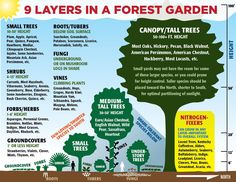 the 9 layers in a forest garden