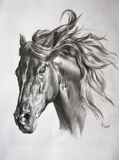 a pencil drawing of a horse with long hair