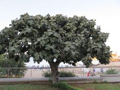 a large tree with lots of leaves in the middle of a grassy area next to a fence