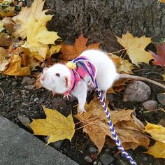 a white rat wearing a pink and blue sweater on top of leaves next to a tree