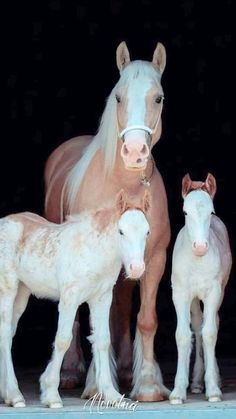 three horses standing next to each other in front of a black background with white writing on it