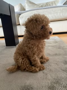 a small brown dog sitting on top of a rug next to a table and couch