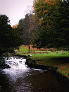 there are many animals that are in the grass by the water and trees on the other side of the river