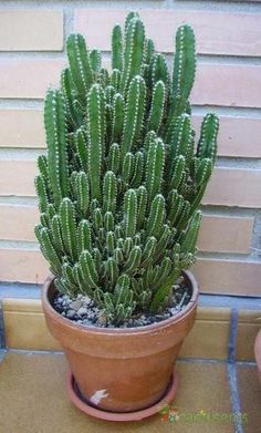 a large green cactus in a brown pot