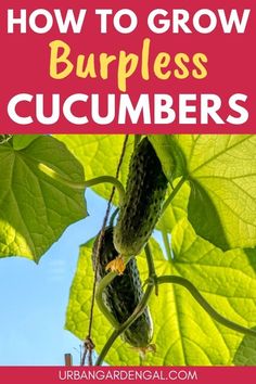 Growing cucumbers in the garden Burpless Cucumber Plant, Burpless Cucumber, Growing Cherry Tomatoes, Cucumber Beetles, Raised Vegetable Gardens, Container Vegetables, Vegetable Garden Tips