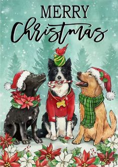 three dogs wearing christmas hats and scarfs