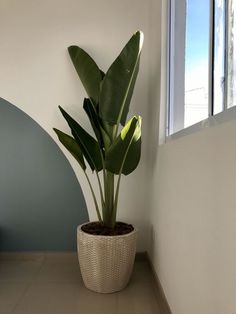 a potted plant sitting next to a window in a white walled room with tile flooring