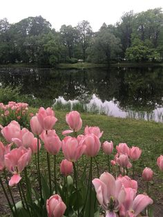 pink tulips are blooming in front of a pond