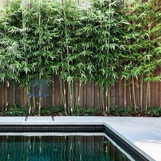 an outdoor pool surrounded by bamboo trees in the middle of a backyard with a swimming area