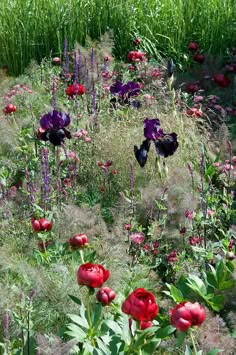 some red and purple flowers in the grass