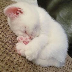 a small white kitten sleeping on top of a couch