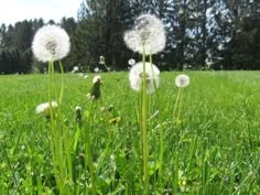 dandelions blowing in the wind on a green field