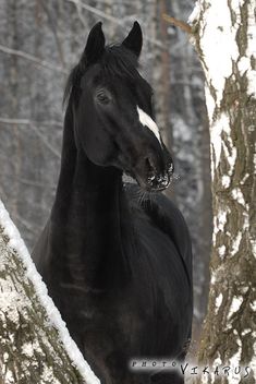 a black horse standing in the snow next to a tree with white patches on it's face