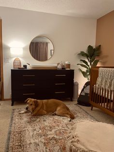 a large brown dog laying on top of a rug in a living room next to a dresser