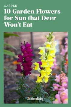 colorful flowers with the title 10 garden flowers for sun that deer won't eat