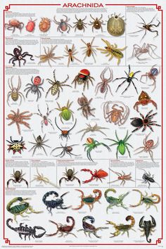 an image of different types of spider