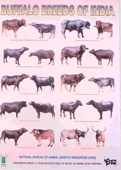 an image of buffalo breeds of india