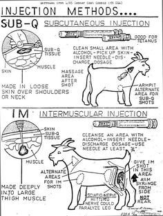 the instructions for how to use an injection method on a cow's body