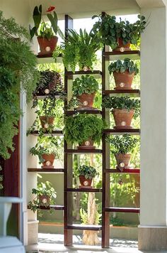 several different types of potted plants are displayed on the outside wall and in front of an open window