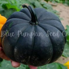 a hand holding a black pumpkin in a garden