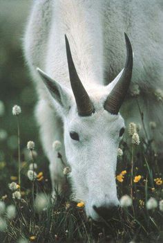 an animal with long horns grazing on some grass and wildflowers in the field