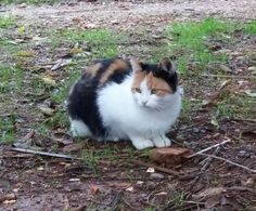 a calico cat sitting on the ground in front of some grass and dirt, looking at the camera