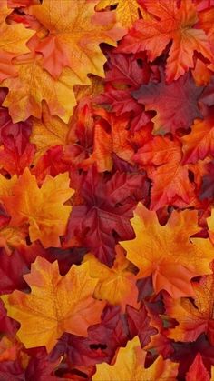 many different colored leaves are arranged together in the shape of an autumn tree leaf pattern