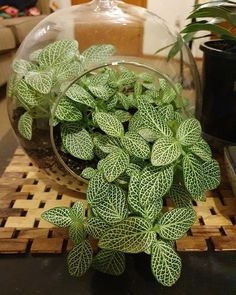 small green plants in a glass bowl on a table