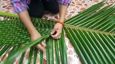 a person cutting up some green leaves with scissors