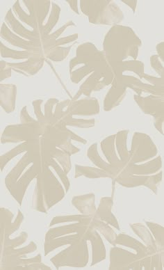 a white and beige wallpaper with large leaves on the bottom half of each leaf