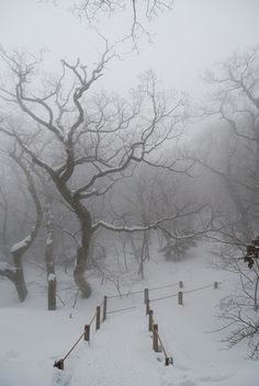 a snow covered park with trees and fence in the foreground, on a foggy day