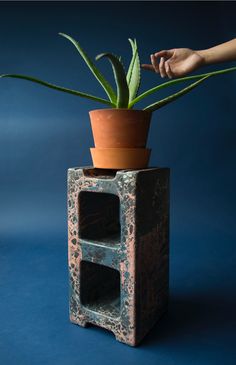 a plant in a pot sitting on top of a wooden block with two shelves below it