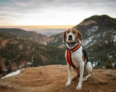 a brown and white dog sitting on top of a mountain