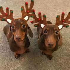 two dachshunds wearing reindeer antlers on their heads are looking at the camera