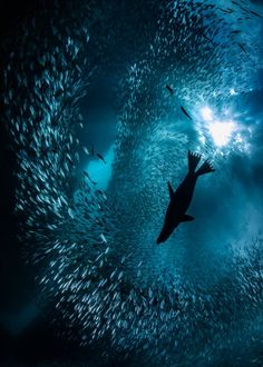 a large group of fish swimming in the ocean together, with one person silhouetted