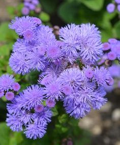 purple flowers are blooming in the garden