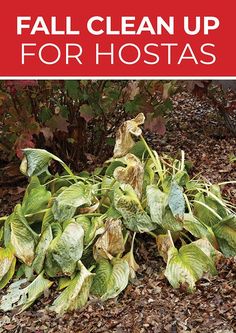 a sign that says fall clean up for hostas