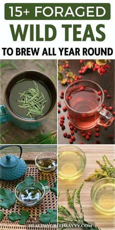 wild teas to brew all year round