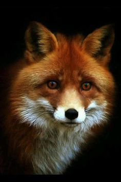 a close up of a red fox's face