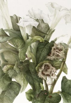 a painting of flowers and leaves on a white background