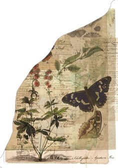 an altered photograph of butterflies and flowers on old paper with words written in the background