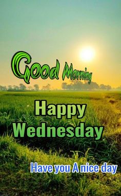 good morning happy wednesday have you a nice day greeting card with green grass and sun in the background