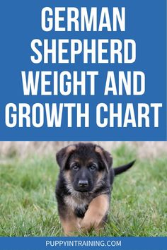 a german shepherd puppy running in the grass with text overlay that reads, german shepherd weight and growth chart