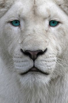 black and white photo of a lion's face