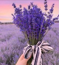 a hand holding a bunch of lavender flowers