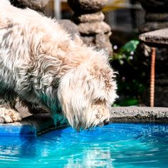 a white dog drinking water from a blue pool