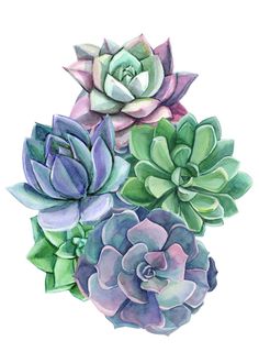 three succulents are shown in watercolor