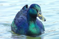 a blue and green duck swimming in the water