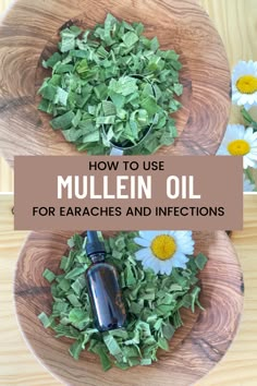 Mullien Herb Benefits, Mullein Ear Oil, Mullein Oil How To Make, Garlic Mullein Ear Oil, Uses For Mullein, Mullein Salve Recipe, Mullen Recipes, Mullein Tincture Recipe, Mullein Salve