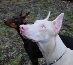 two dogs standing next to each other in the grass